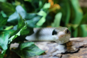 Schönnatter / Beauty rat snake / Orthriophis taeniurus callicyanous or Elaphe taeniura callicyanous