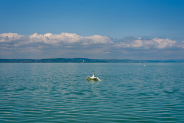 Mute swan (Cygnus olor) stretching its wings on a Balaton lake. - obrazy, fototapety, plakaty