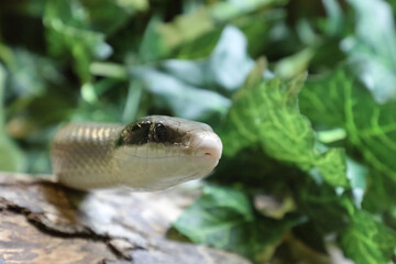 Schönnatter / Beauty rat snake / Orthriophis taeniurus callicyanous or Elaphe taeniura callicyanous