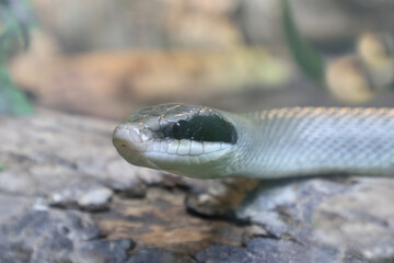Schönnatter / Beauty rat snake / Orthriophis taeniurus callicyanous or Elaphe taeniura callicyanous