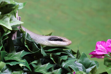 Sch&ouml;nnatter / Beauty rat snake / Orthriophis taeniurus callicyanous or Elaphe taeniura callicyanous