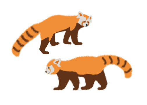  Adorable cute red panda cartoon character, flat vector illustration isolated on background. Chinese or Himalayan red panda.