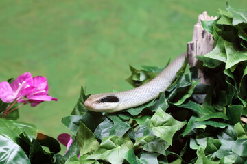 Sch&ouml;nnatter / Beauty rat snake / Orthriophis taeniurus callicyanous or Elaphe taeniura callicyanous
