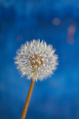 Dandelion flower in seed