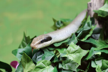 Schönnatter / Beauty rat snake / Orthriophis taeniurus callicyanous or Elaphe taeniura callicyanous