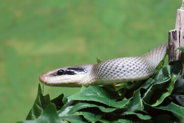 Schönnatter / Beauty rat snake / Orthriophis taeniurus callicyanous or Elaphe taeniura callicyanous