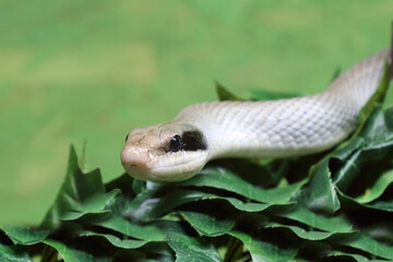 Schönnatter / Beauty rat snake / Orthriophis taeniurus callicyanous or Elaphe taeniura callicyanous