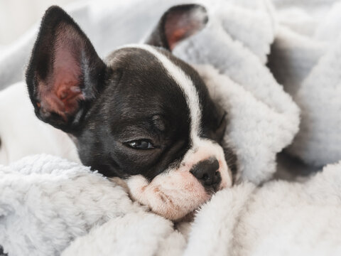 Cute puppy lying on the bed in the living room. Clear, sunny day. Close-up, indoors. Studio photo. Day light. Concept of care, education, obedience training and raising pets