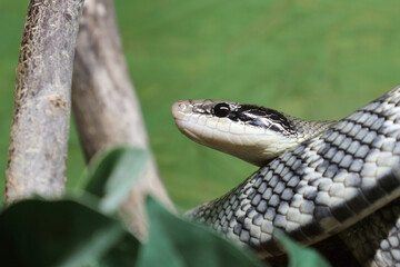 Schönnatter / Beauty rat snake / Orthriophis taeniurus callicyanous or Elaphe taeniura callicyanous