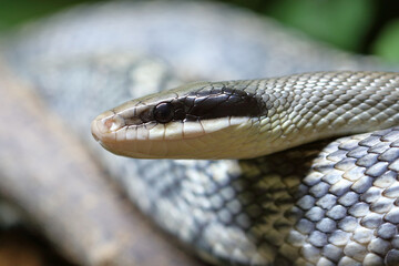 Schönnatter / Beauty rat snake / Orthriophis taeniurus callicyanous or Elaphe taeniura callicyanous