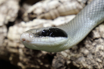 Schönnatter / Beauty rat snake / Orthriophis taeniurus callicyanous or Elaphe taeniura callicyanous