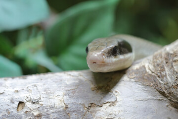 Schönnatter / Beauty rat snake / Orthriophis taeniurus callicyanous or Elaphe taeniura callicyanous