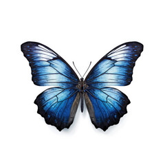Obraz na płótnie Canvas Blue butterfly isolated on white background