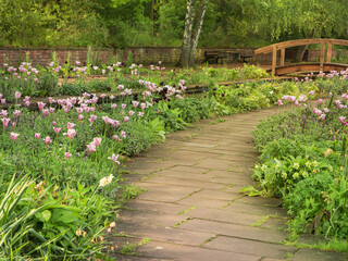 A path, a walking path with blooming tulips, a wooden Japanese bridge in the park Dowesee, Braunschweig. Relax Park, outdoor recreation.