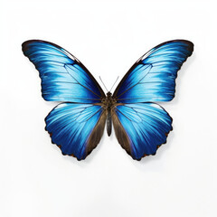 Fototapeta na wymiar Blue butterfly isolated on white background