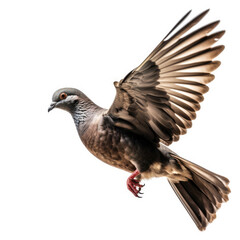 Pigeon on white background