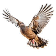 Fototapeta premium Pigeon on white background