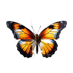 Fototapeta premium butterfly isolated on white background