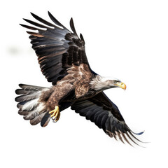 Fototapeta premium eagle isolated on white background