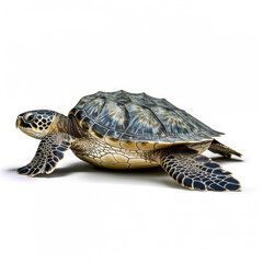 Obraz premium turtle isolated on white background