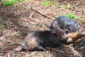 The Tasmanian devil is a rare predatory animal.
