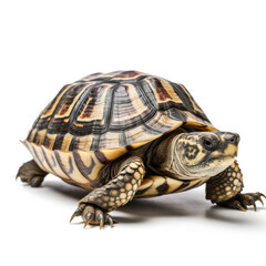 Obraz premium turtle isolated on white background