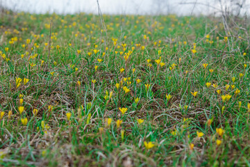 field of yellow flowers