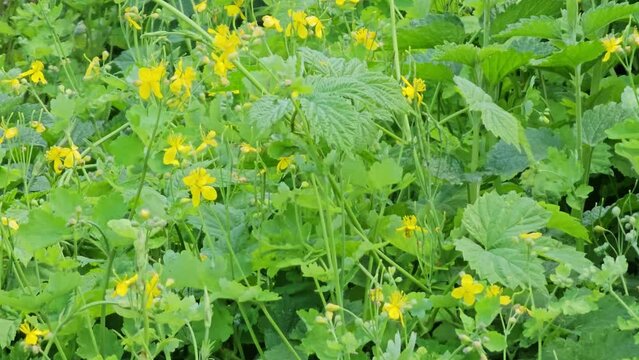 Young green buds and yellow flowers of celandine in spring. The Latin name of the plant is Chelidonium L. The concept of traditional medicine.
