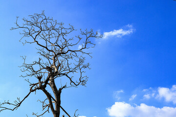 Dead tree or Perennial tree with dead branches die under sun, background with blue sky.