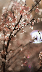 blossom in spring