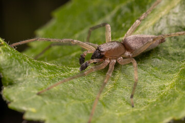 Fototapeta premium macro of a spider on a leaf close up