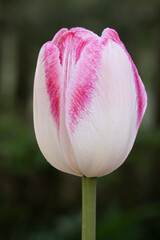 Close-up of the bicolor Tulip bud isolated