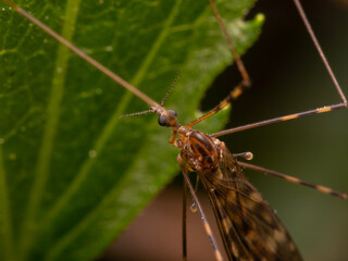 close up of a mosquito 