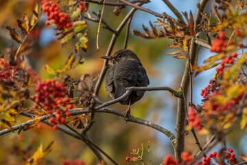 Młody kos odpoczywający na gałęzi (Common blackbird, Turdus merula)