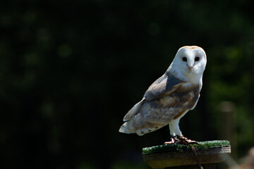 Amazing birds posing and flying. perfect for advertising.