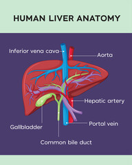 Anatomy of the human liver  