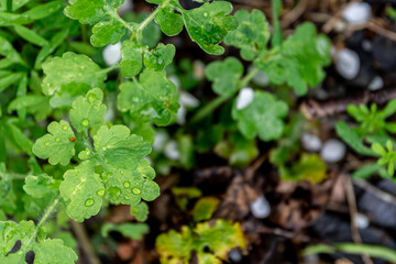 Natural green background with spring plants, close-up.
