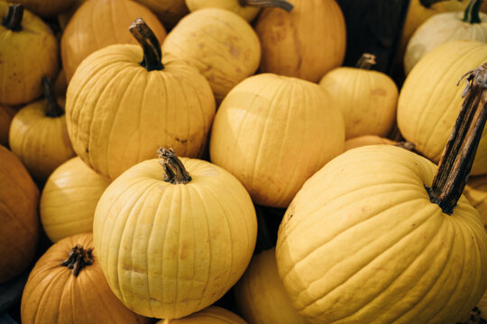 Decorative yellow pumpkins on display at the farmers market