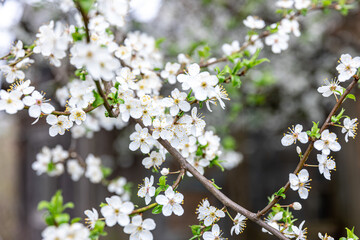 Flowering branches in spring, apple tree branches bloomed.
