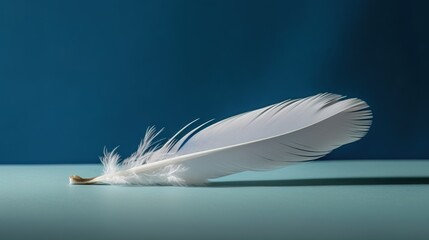 feather of a bird on a blue background with copyspace