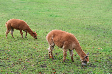 beautiful plump brown llama appetizingly chewing grass in a green pasture, juicy grass in an alpine meadow in switzerland, the concept of animal husbandry, dairy production