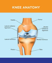 Anatomy of the human knee