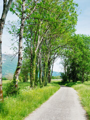 Small country road bordered with spring fields in Massignieu, Bugey, France