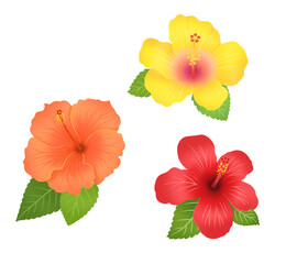 Hibiscus flower illustration, 히비스커스 꽃 일러스트