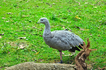 Beautiful birds of Australia. Spring.