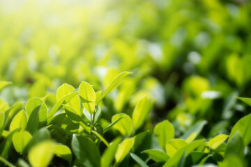 Fresh green leaf with sunlight on blurred greenery background. Natural green leaves bokeh.