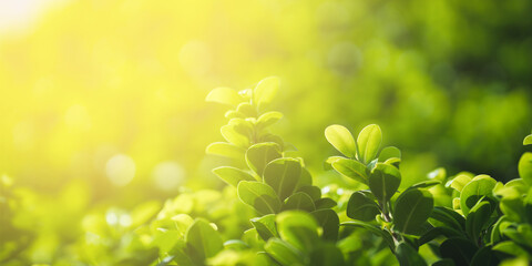 Fresh green leaf with sunlight on blurred greenery background. Natural green leaves bokeh.