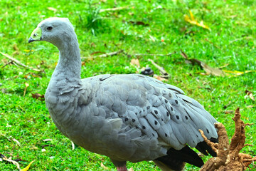 Beautiful birds of Australia. Spring.