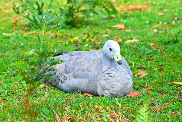 Beautiful birds of Australia. Spring.