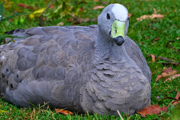 Beautiful birds of Australia. Spring.